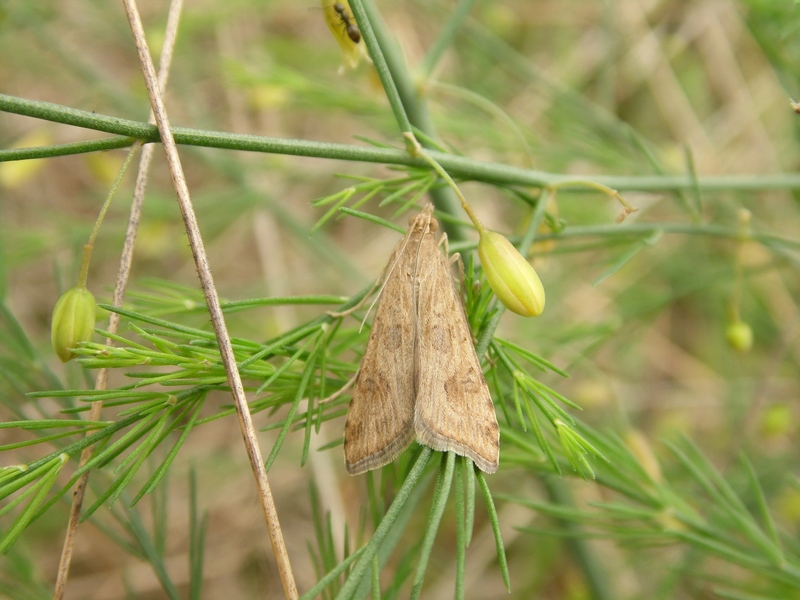 Crambidae 1 da ID